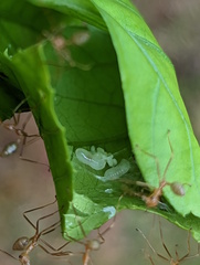 Oecophylla smaragdina