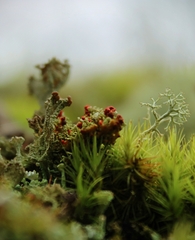 Cladonia didyma