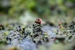 Cladonia didyma