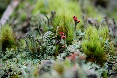 Cladonia didyma