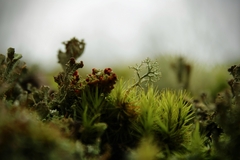 Cladonia didyma