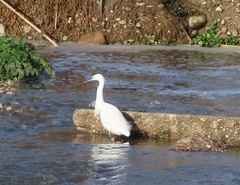 Egretta garzetta