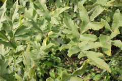 Prionosciadium thapsoides