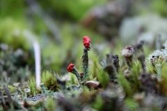 Cladonia didyma