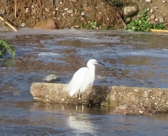 Egretta garzetta