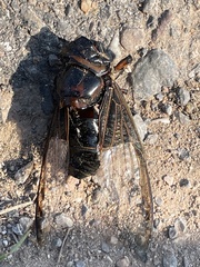 Cryptotympana mandarina