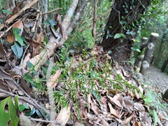 Selaginella moellendorffii