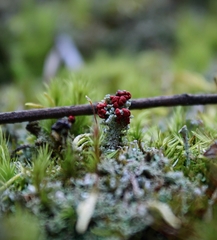 Cladonia didyma