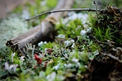 Cladonia didyma