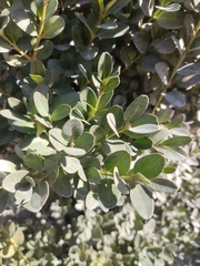 Buxus colchica