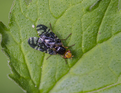 Platyparea discoidea