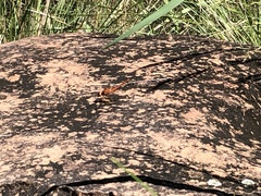 Crocothemis sanguinolenta