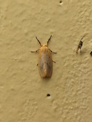 Symmetrodes sciocosma