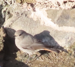 Phoenicurus ochruros