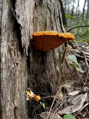Piptoporus australiensis