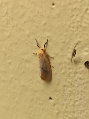 Symmetrodes sciocosma