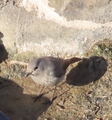 Phoenicurus ochruros