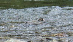 Hymenolaimus malacorhynchos