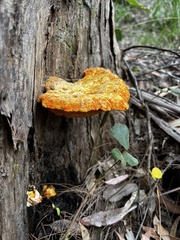 Piptoporus australiensis