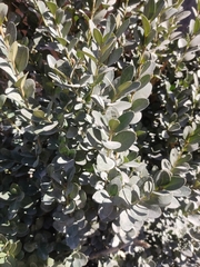 Buxus colchica