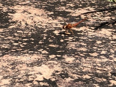 Crocothemis sanguinolenta