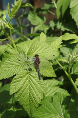 Leucorrhinia rubicunda