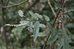Zanthoxylum nitidum