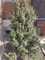 Buxus colchica
