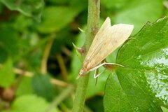 Udea ferrugalis