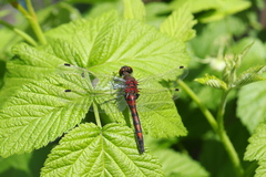 Leucorrhinia rubicunda