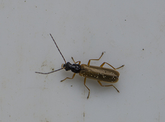 Rhagonycha lignosa