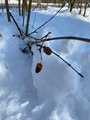 Betula nana