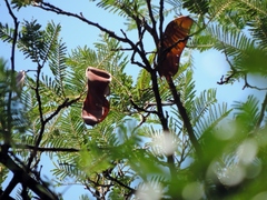 Albizia amara sericocephala