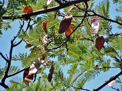 Albizia amara sericocephala