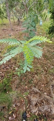 Tipuana tipu