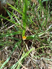 Hypoxis argentea