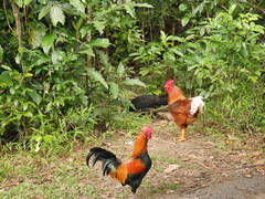Gallus gallus domesticus