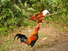 Gallus gallus domesticus