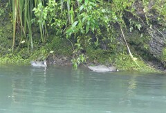 Hymenolaimus malacorhynchos