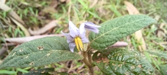 Solanum stelligerum