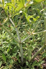 Prionosciadium thapsoides