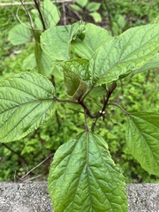 Clerodendrum bungei