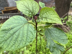 Clerodendrum bungei