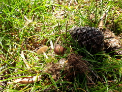 Strobilurus tenacellus