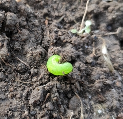 Phlogophora meticulosa