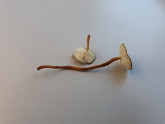 Strobilurus tenacellus