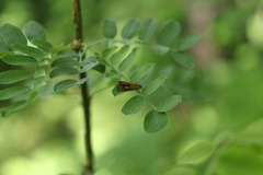 Olethreutes arcuella