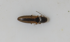 Dalopius marginatus