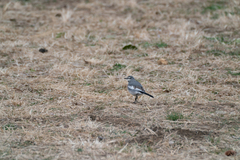 Motacilla alba lugens
