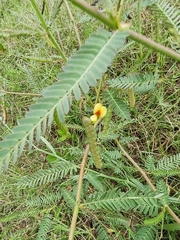 Aeschynomene indica